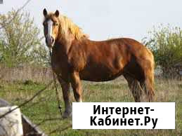 Кобыла с жеребенком Старосубхангулово - изображение 1