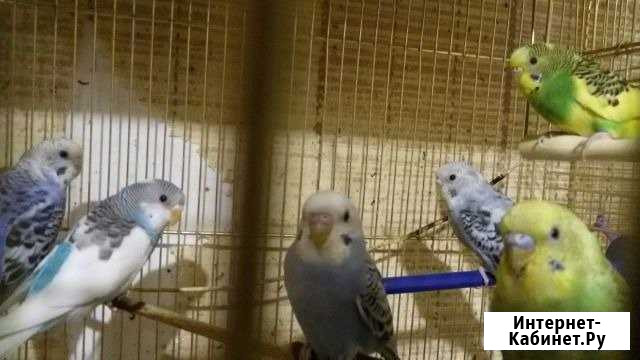 Птенцы волнистиков Кемерово - изображение 1