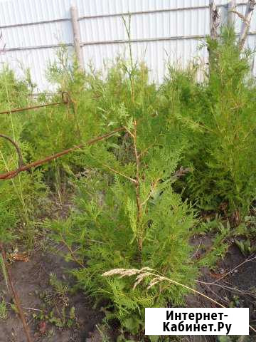 Туя брабант для живой изгороди. Высота 0.5-1м Ульяновск - изображение 1