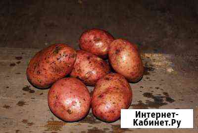 Продам молодой картофель и морковь, много цена дог Назарово