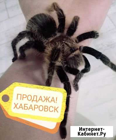 Паук птицеед Хабаровск - изображение 1