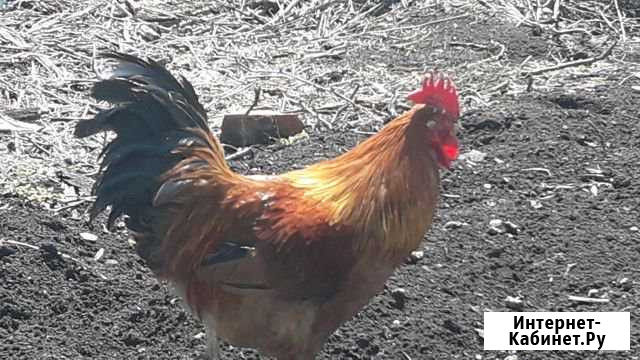 Петух Кучинский Самара - изображение 1