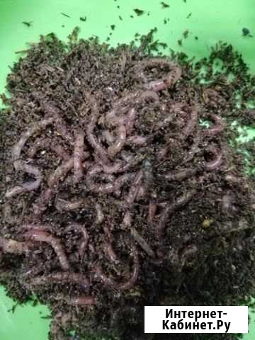 Черви для рыбалки морячки Хабаровск - изображение 1