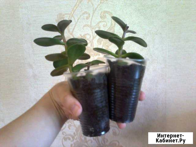 Толстянка, денежное дерево Набережные Челны - изображение 1