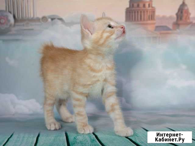 Котята Курильского бобтейла (маленькая рысь) Нижневартовск - изображение 1