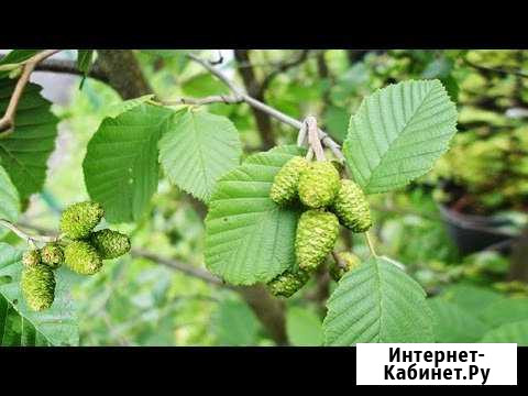 Ольха, тополь, ива саженцы Горячий Ключ - изображение 1