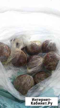 Прополис Красноярск