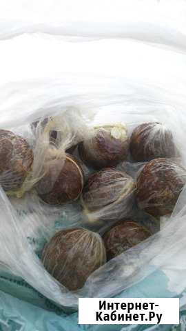 Прополис Красноярск - изображение 1