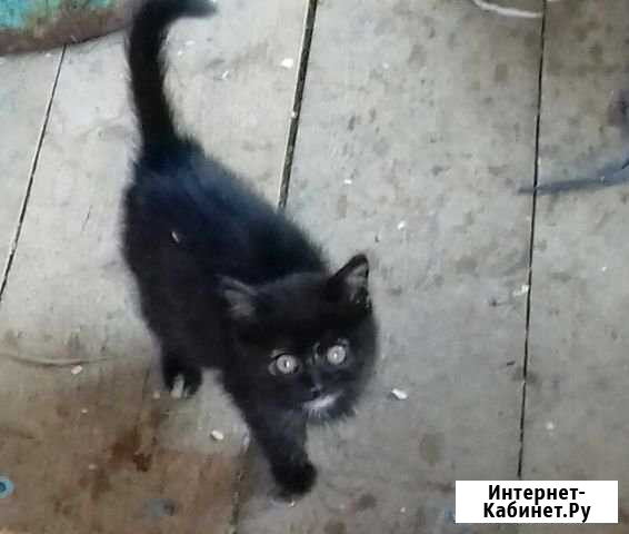 Отдам кошечку от кошки охотницы Колпашево - изображение 1