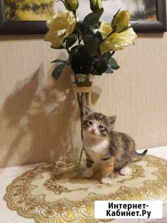 Котята Вологда