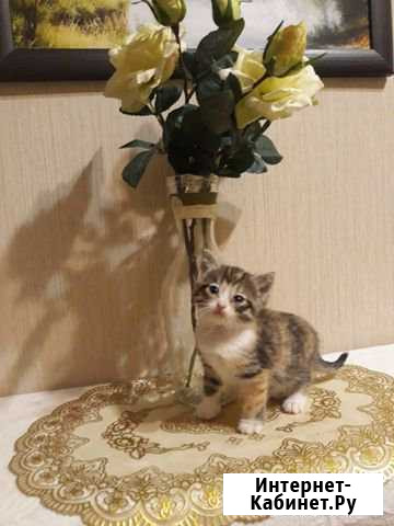 Котята Вологда - изображение 1