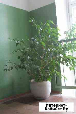 Фикус Вологда