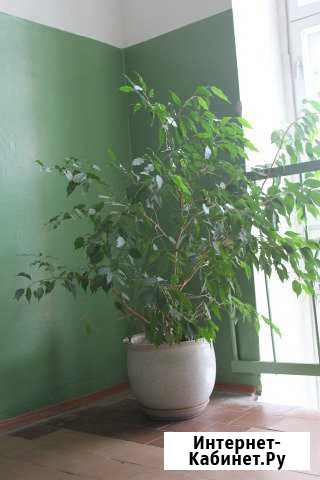 Фикус Вологда - изображение 1