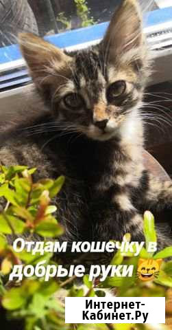 Кошечки в добрые руки Комсомольск-на-Амуре - изображение 1