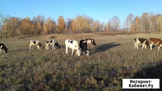 Телята Новоалтайск - изображение 1