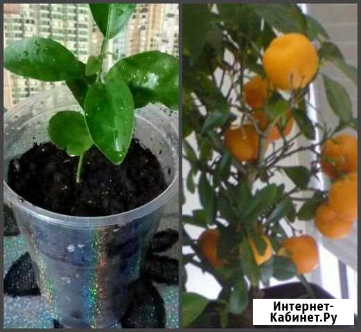 Продам Мандариновое дерево Усть-Илимск - изображение 1