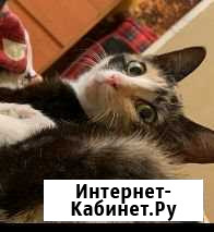 Котики Благовещенск - изображение 1