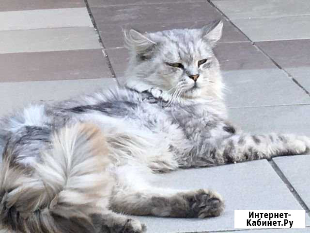 Отдам шотландского кота Новомихайловский кп - изображение 1