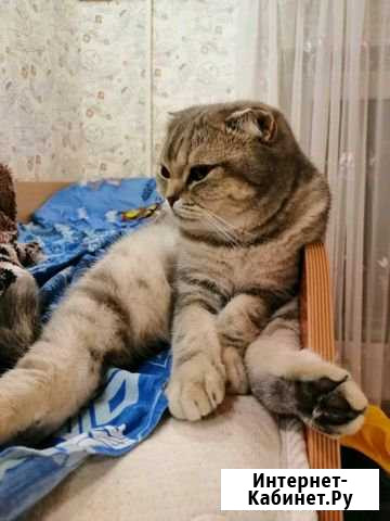 Ищем кота Железногорск - изображение 1