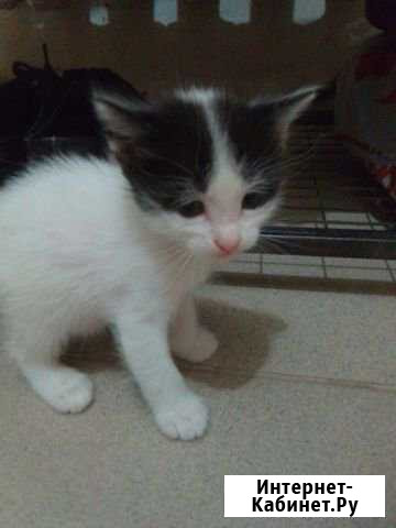 Отдаем прелестных котяток Астрахань - изображение 1