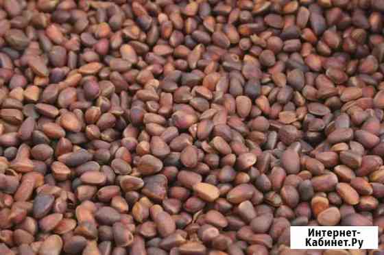 Орех кедровый Красноярск