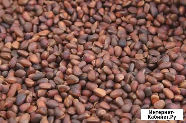 Орех кедровый Красноярск - изображение 1