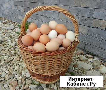 Яйцо куриное домашнее Серпухов - изображение 1