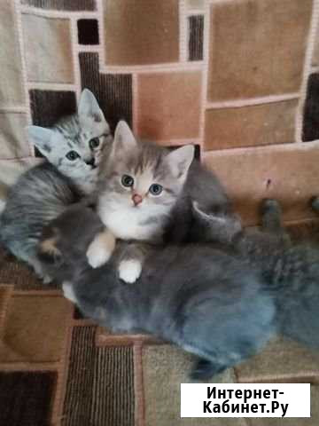 Котята Муром - изображение 1