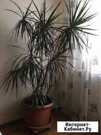 Продам цветок драцена. Отлично для офиса или зимне Челябинск