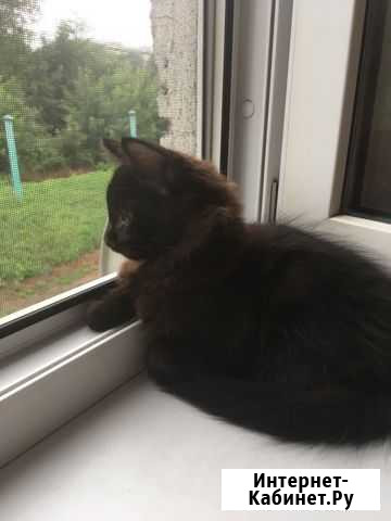 Котята Белово - изображение 1