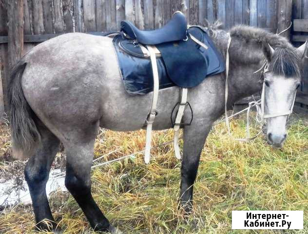 Продам упряжь для лошадей Иркутск - изображение 1