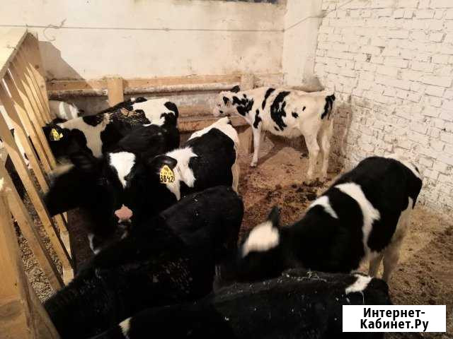 Телята СхпкКрасная Звезда от месяца Тимашевск - изображение 1