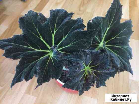 Бегония Palamor Prince Калуга