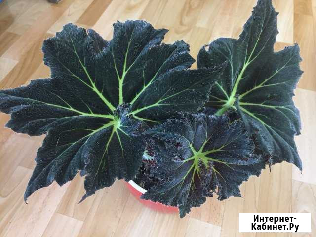 Бегония Palamor Prince Калуга - изображение 1