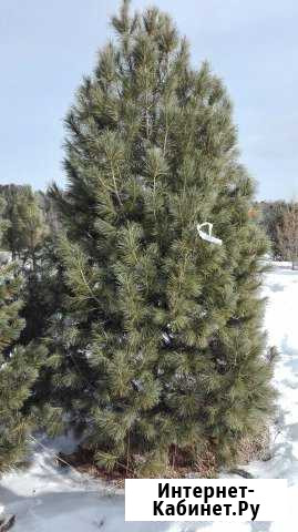 Крупномеры Кедра Санкт-Петербург - изображение 1