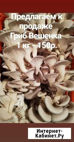 Грибы Вешенка Батайск - изображение 1