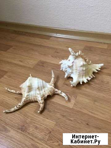 Ракушки большие, декоративные, 2 шт Кохма - изображение 1