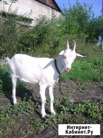 Продам коз Бийск - изображение 1