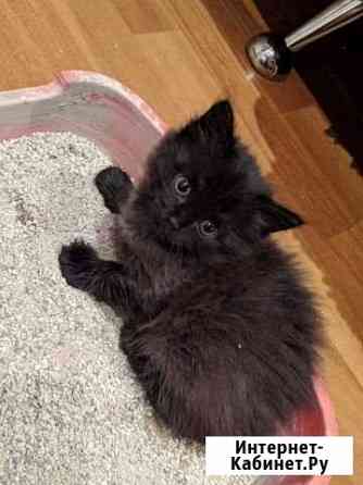 Очень милые пушистые комочки ищут хозяина Улан-Удэ