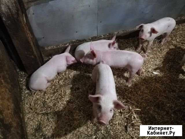 Продам поросят Ландрас Ухта - изображение 1