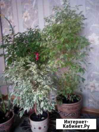 Фикус Бенджамина Тверь