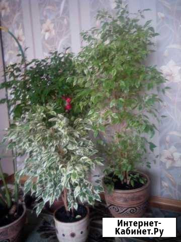 Фикус Бенджамина Тверь - изображение 1