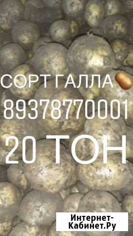 Картофель сорт Галла Карсун - изображение 1