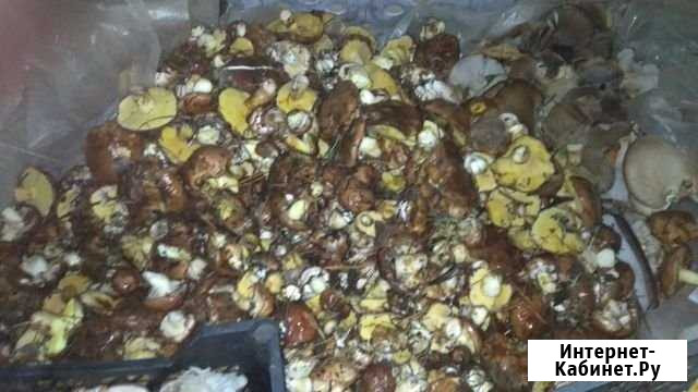 Грибы маслята Цимлянск - изображение 1