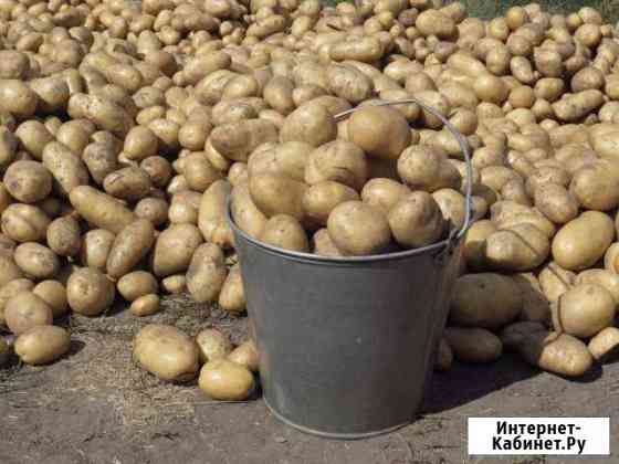 Продам отборный Картофель, морковь и свеклу Томск