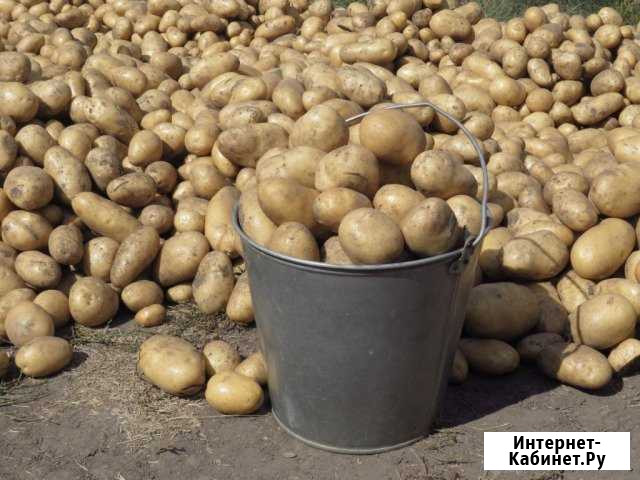 Продам отборный Картофель, морковь и свеклу Томск - изображение 1