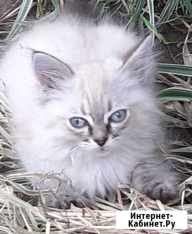 Котята Бийск - изображение 1