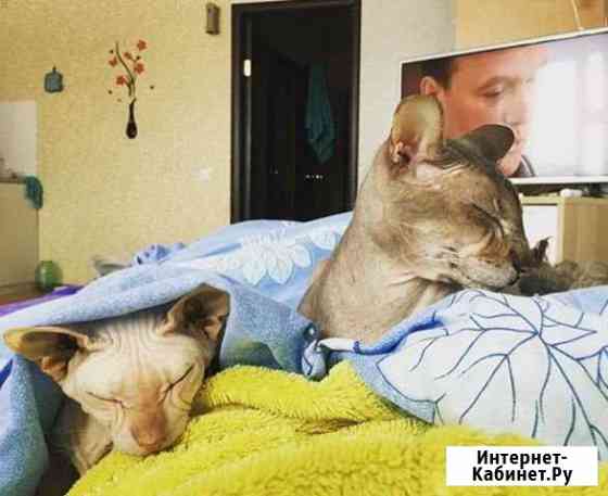Сфинксы Коммунарка