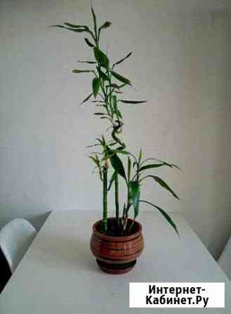 Бамбук в горшке Екатеринбург
