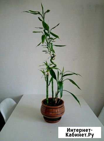 Бамбук в горшке Екатеринбург - изображение 1
